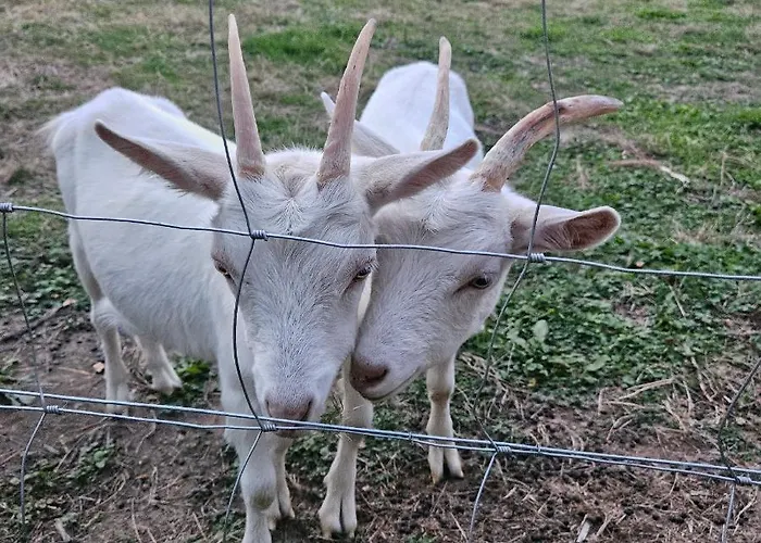 シャレー Mh-maufay -- Mobil-home -- Puy Du Fou - 30 Min *